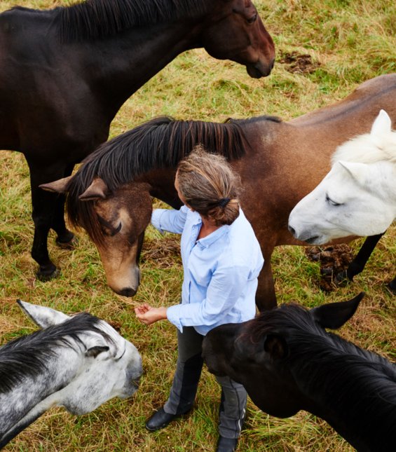 Ostéopathie animale - praticien avec cheval