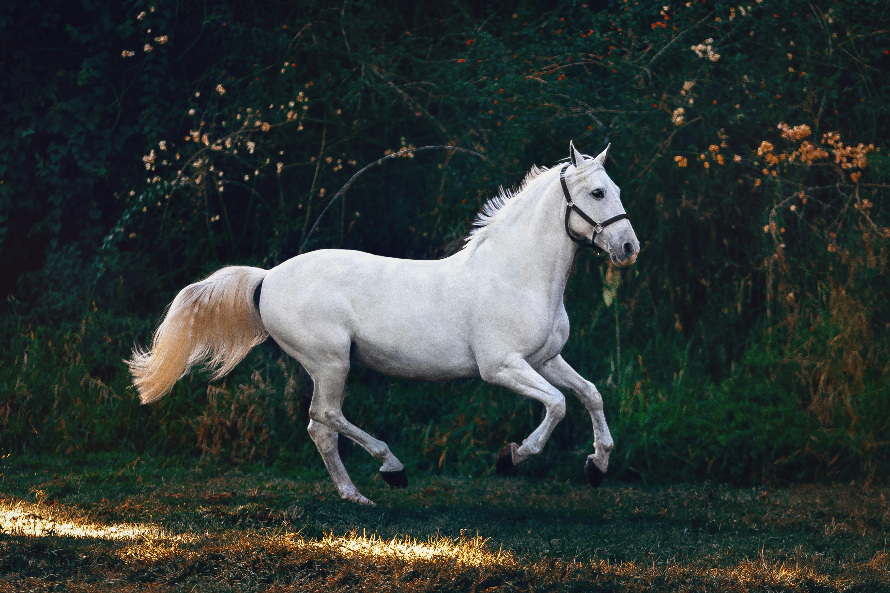 Cheval