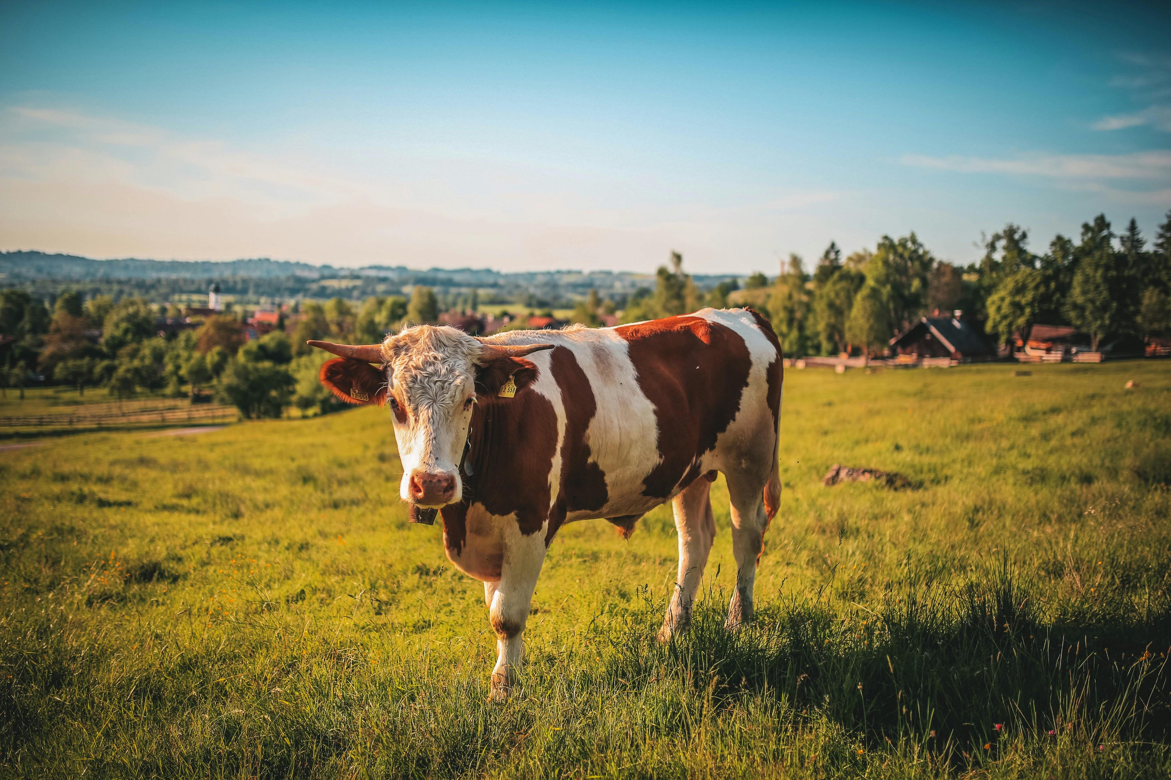 Vache